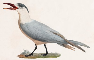 Een kleurenillustratie van een vogel door Unbekannt