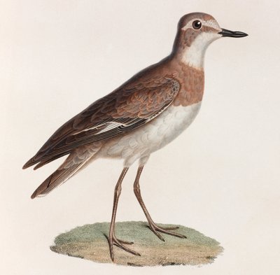 Een kleurenillustratie van een vogel door Unbekannt