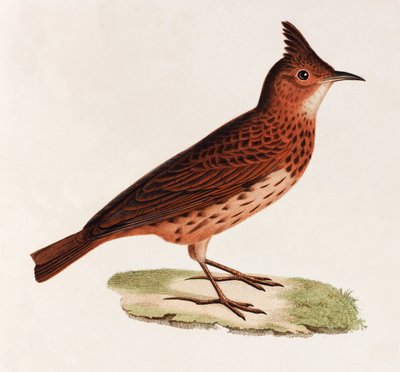 Een kleurenillustratie van een vogel door Unbekannt