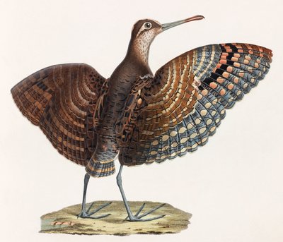 Een kleurenillustratie van een vogel door Unbekannt