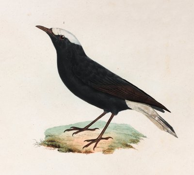 Een kleurenillustratie van een zwarte vogel met witte staart door Unbekannt
