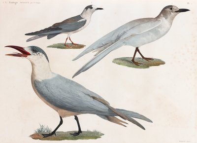 Een volledige pagina serie kleurenillustraties van vogels door Unbekannt