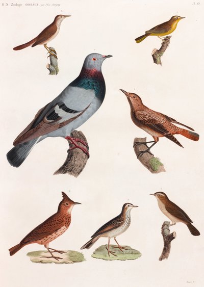 Een volledige pagina serie kleurenillustraties van vogels door Unbekannt