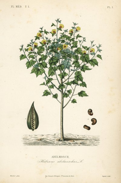 Abelmosk, ambrette of eenjarige hibiscus, Abelmoschus moschatus door Unbekannt