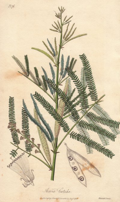 Acacia a cachou of cachoutier (Acacia catechu) - Water door William Clarke ter illustratie van 