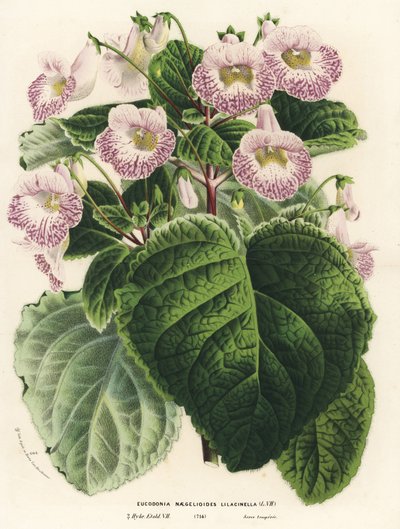Achimenantha x naegelioides, lila cultivar (Eucodonia naegelioides lilacinella). Handgekleurde lithografie uit Louis van Houtte en Charles Lemaire
