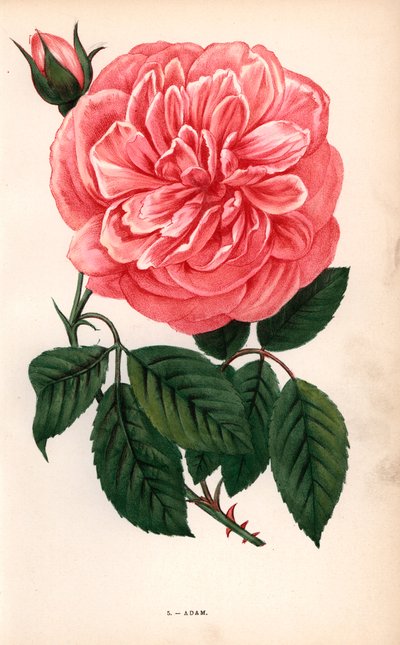 Adam roos, variëteit van de theeroos gekweekt door Monsieur Adam van Reims in 1838 - Les Roses, Parijs door Unbekannter Künstler