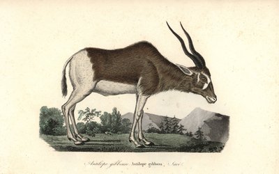 Addax of schroefhoornantilope, Addax nasomaculatus. Kritiek bedreigd door Unbekannter Künstler