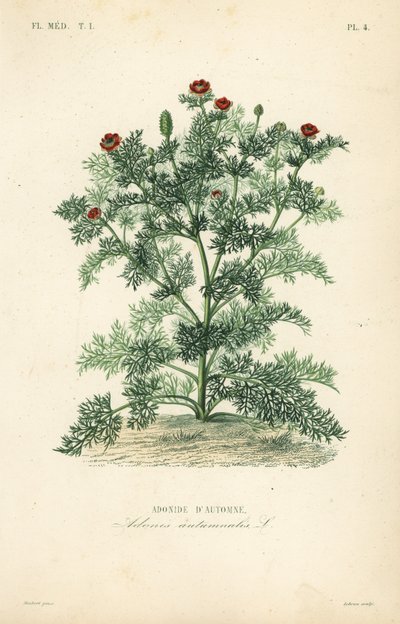 Adonisroosje, Adonis annua, Adonis autumnalis, Adonide d