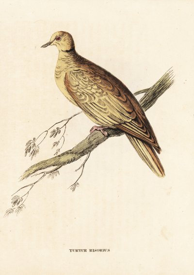 Afrikaanse tortelduif (geringd), Streptopelia roseogrisea risoria (Turtur risorius). Handgekleurde staalgravure naar Edward Lear uit Georg Friedrich Treitschke