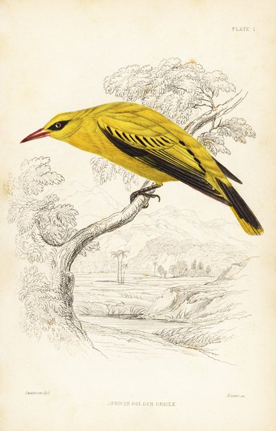 Afrikaanse gouden wielewaal, Oriolus auratus door Unbekannter Künstler