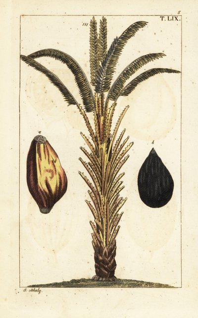 Afrikaanse oliepalm met fruit, Elaeis guineensis door Unbekannter Künstler