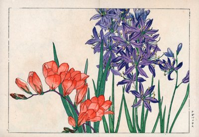 Agapanth of lelie van de Nijl (blauw) en freesia. Afrikaanse lelie, Agapanthus africanus, en freesia, Freesia refracta. Handgekleurde houtsnede uit Konan Tanigami