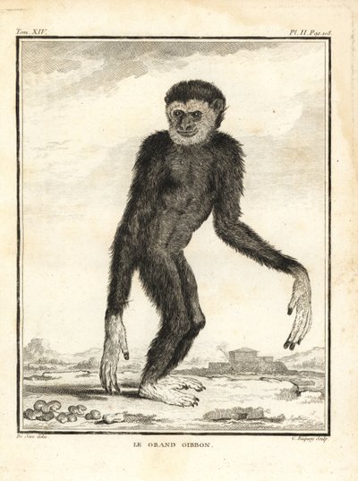 Behendige gibbon, Hylobates agilis. Bedreigd. De grote gibbon. Kopergravure door C. Baquoy, naar een illustratie door Jacques de Seve uit Georges-Louis Leclerc, Comte de Buffon
