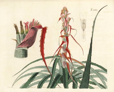 Aguava, Bromelia alsodes (Smalbladige ananas, Bromelia sylvestris) door Unbekannter Künstler