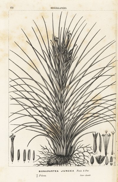 Luchtplant, Tillandsia juncea (Bonapartea juncea). Handgekleurde lithografie uit Louis van Houtte en Charles Lemaire