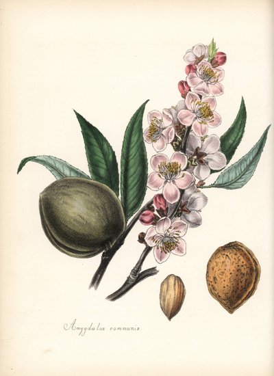 Amandel - Gewone amandel, Prunus amygdalus (Amygdala communis), met bloesem, blad, vrucht en zaad (noot). Handgekleurde zinkografie door Chabots getekend door Miss M. A. Burnett uit haar "Plantae Utiliores: of Illustraties van Nuttige Planten," Whittaker,  door Unbekannter Künstler