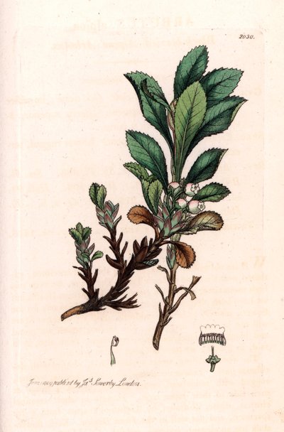 Alpenbosbes of Alpenberendruif (Arctostaphylos alpina) - Lithografie gebaseerd op een tekening door James Sowerby voor Smith