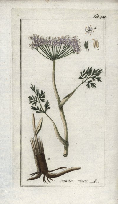 Alpenkervel of bergvenkel (Meum athamanticum). Lithografie uit “Afbeelding der Artseny-Gewassen” door Johannes Zorn (1739-1799), Nederland door Unbekannter Künstler