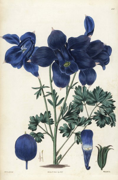 Alpenakelei, Aquilegia alpina door Unbekannter Künstler