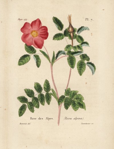 Alpenroos, Alpenroos, Rosa alpina door Unbekannter Künstler