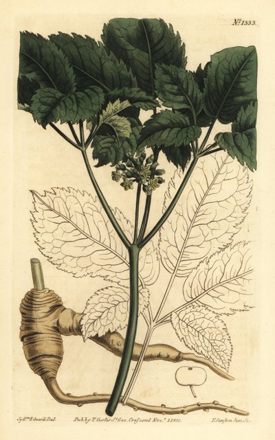 Amerikaanse ginseng door Unbekannt