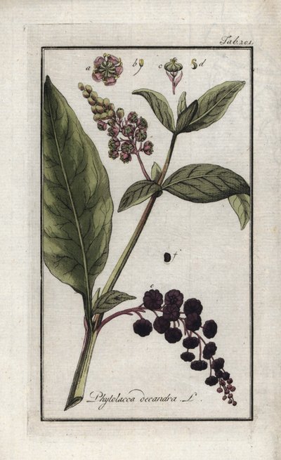 Amerikaanse druif of spinazie van Cayenne of India (Phytolacca decandra). Lithografie uit “Afbeelding der Artseny-Gewassen” door Johannes Zorn (1739-1799), Nederland door Unbekannter Künstler