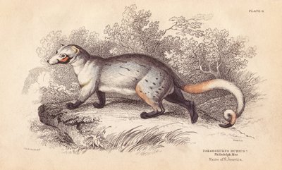Amerikaanse paradoxide. Uit een specimen in Philadelphia Museum. Handgekleurde staalgravure door Lizars naar een illustratie van Charles Hamilton Smith uit William Jardine