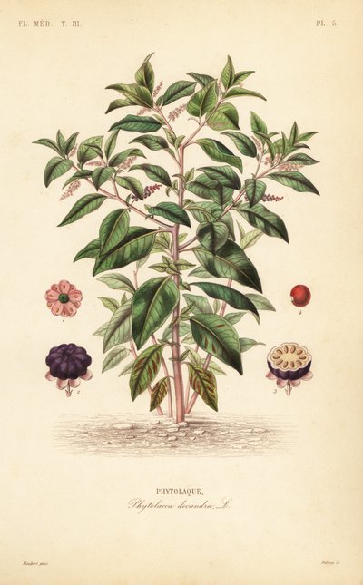 Amerikaanse karmozijnbes, Phytolacca americana door Unbekannt