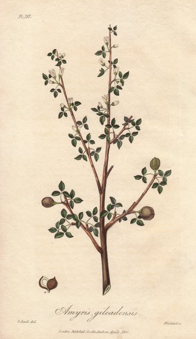 Amyris elemifera of Elemi-boom (Commiphora gileadensis) Sterk water door William Clarke ter illustratie van 