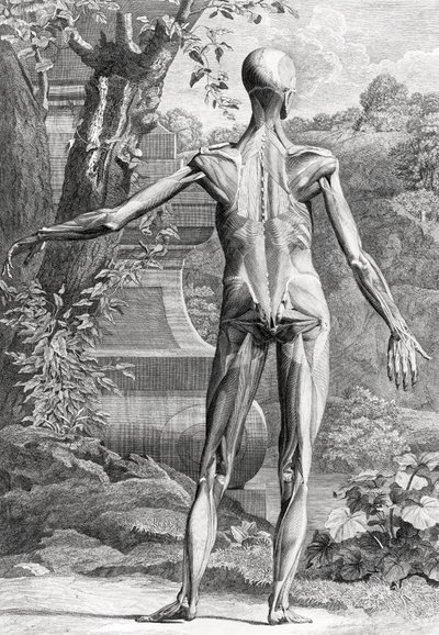 Anatomische illustratie door Unbekannter Künstler