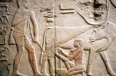 Oud Egypte: Saqqarah (of Saqqara of Sakkarah): necropolis van het Oude Rijk, graf van edele. Detail van de reliëfs die het melken van een buffel voorstellen door Leopold Blonder