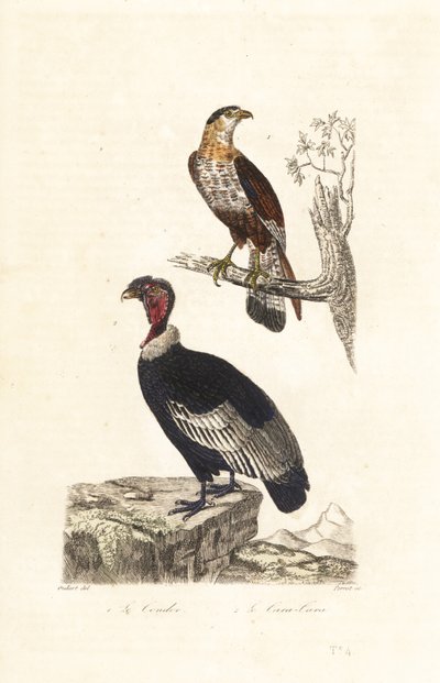 Andescondor en zuidelijke kuifcaracara door Unbekannter Künstler