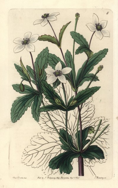 Anemone des rives - Oeveranemoon, Anemone rivularis. Handgekleurde kopergravure door George Barclay naar een illustratie van Miss Sarah Drake uit Edwards