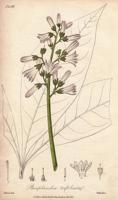Angosturaboom, Angostura trifoliata door Unbekannter Künstler
