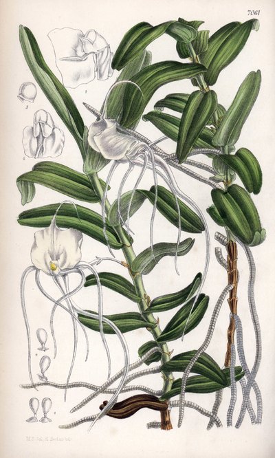 Angraecum germinyanum, Madagaskar witte orchidee door Unbekannter Künstler