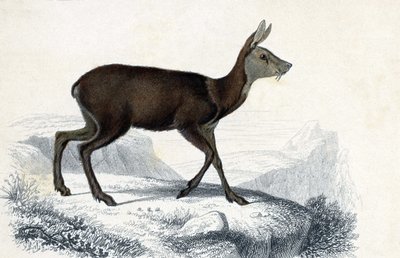 Dwerghert (Moschus Pygnueus). Zoogdieren viervoetige herkauwers - in Dictionnaire universel d