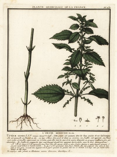 Kleine brandnetel, Urtica urens door Unbekannter Künstler