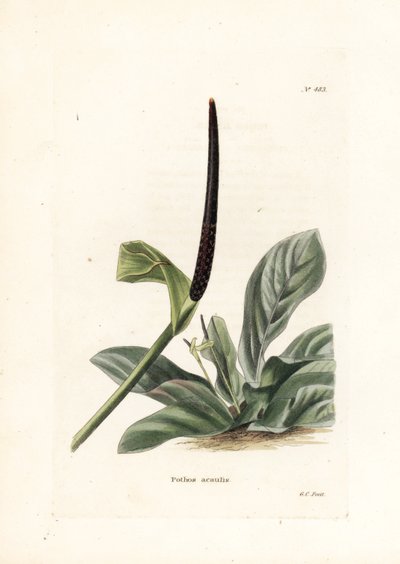 Anthurium vogelnest of anthurium kool (Pothos acaulis) - Lithografie door George Cooke, voor het Britse tijdschrift Conrad Loddiges Botanical Cabinet (1738-1826) door Unbekannter Künstler