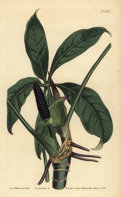 Anthurium palmatum (Vijfbladige pothos, Pothos pentaphylla) door Unbekannt