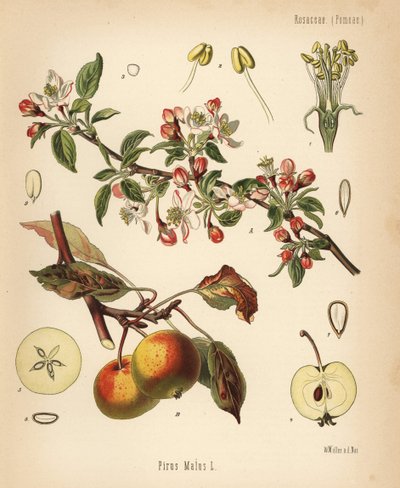 Appelboom, Malus domestica. Chromolithografie naar een botanische illustratie door Walther Muller uit Hermann Adolph Koehler