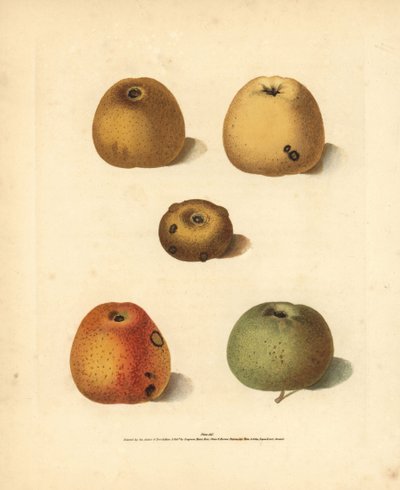Appelrassen, Malus domestica: Franklin