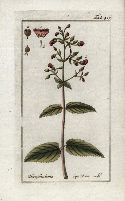 Waterige helmkruid (Scrophularia aquatica). Lithografie uit “Afbeelding der Artseny-Gewassen” door Johannes Zorn (1739-1799), Nederland door Unbekannter Künstler