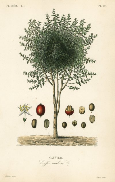 Arabische koffiestruik, Coffea arabica, Cafeyer door Unbekannter Künstler