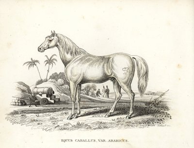 Arabisch of Arabisch paard, Equus caballus var. arabicus. Met het merk van Napoleon op zijn flank en Franse soldaten en kanonnen in een Noord-Afrikaans slagveld. Handgekleurde lithografie uit Georg Friedrich Treitschke