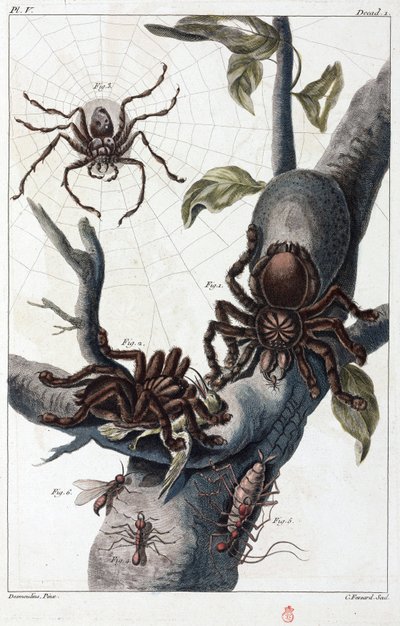 Vogeletende spin en tarantula uit Suriname door Unbekannt