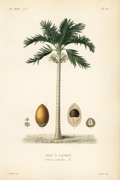 Betelpalm door Unbekannt