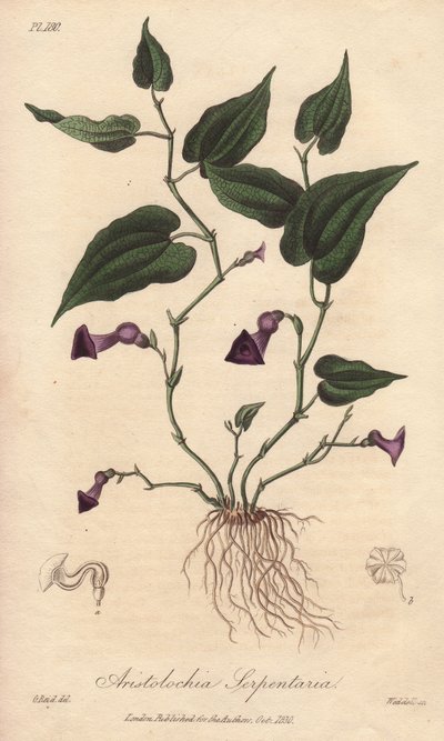 Aristoloche (Aristolochia serpentaria) - Sterk water door William Clarke ter illustratie van 