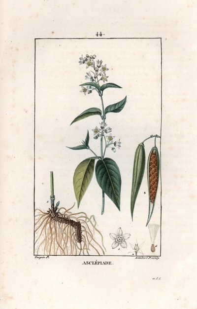 Asclepiade ou herbe à la wadding ou herbe aux parruches - Gravure door Lambert fils, naar een tekening van Pierre Jean Francois Turpin, uit La flore medicale, de Chaumeton, Poiret et Chamberet, Parijs 1830 - Zwaluwkruid, Vincetoxicum hirundinaria door Unbekannter Künstler
