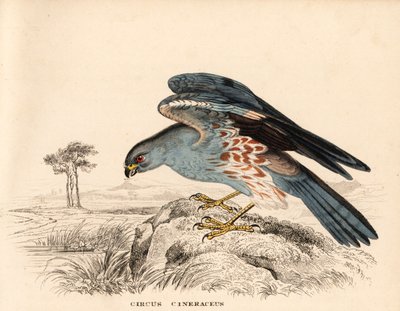 Asgrijze kiekendief, Circus cineraceus. Handgekleurde staalgravure uit Georg Friedrich Treitschke